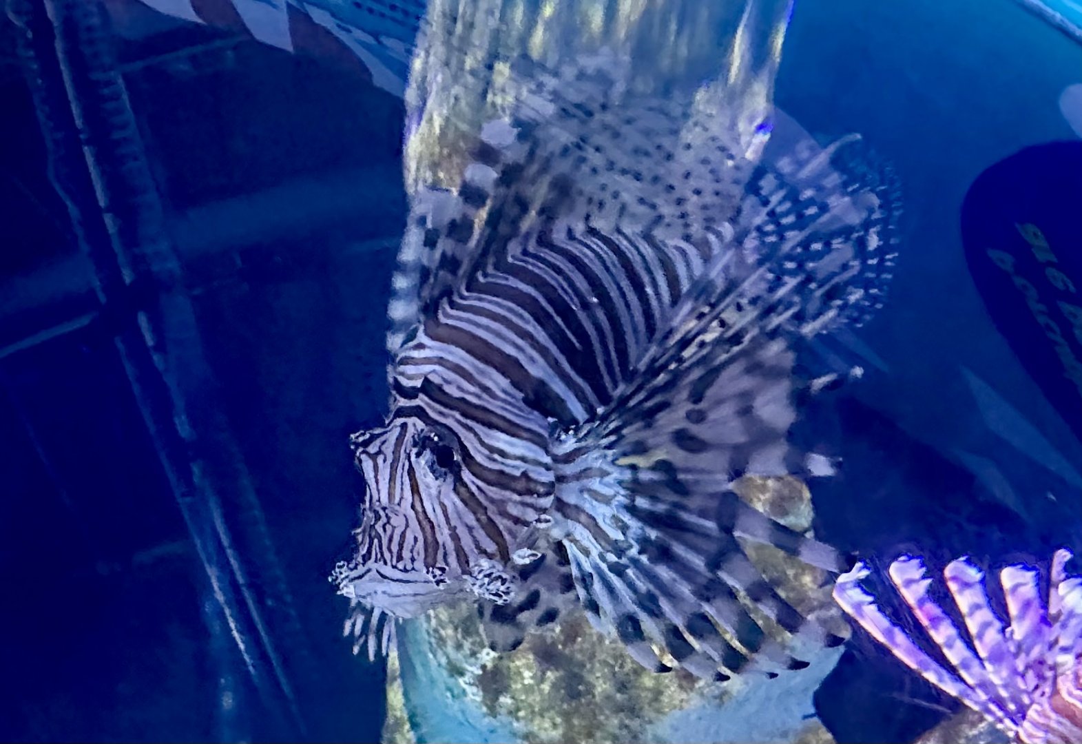 Common lionfish (Pterois miles)