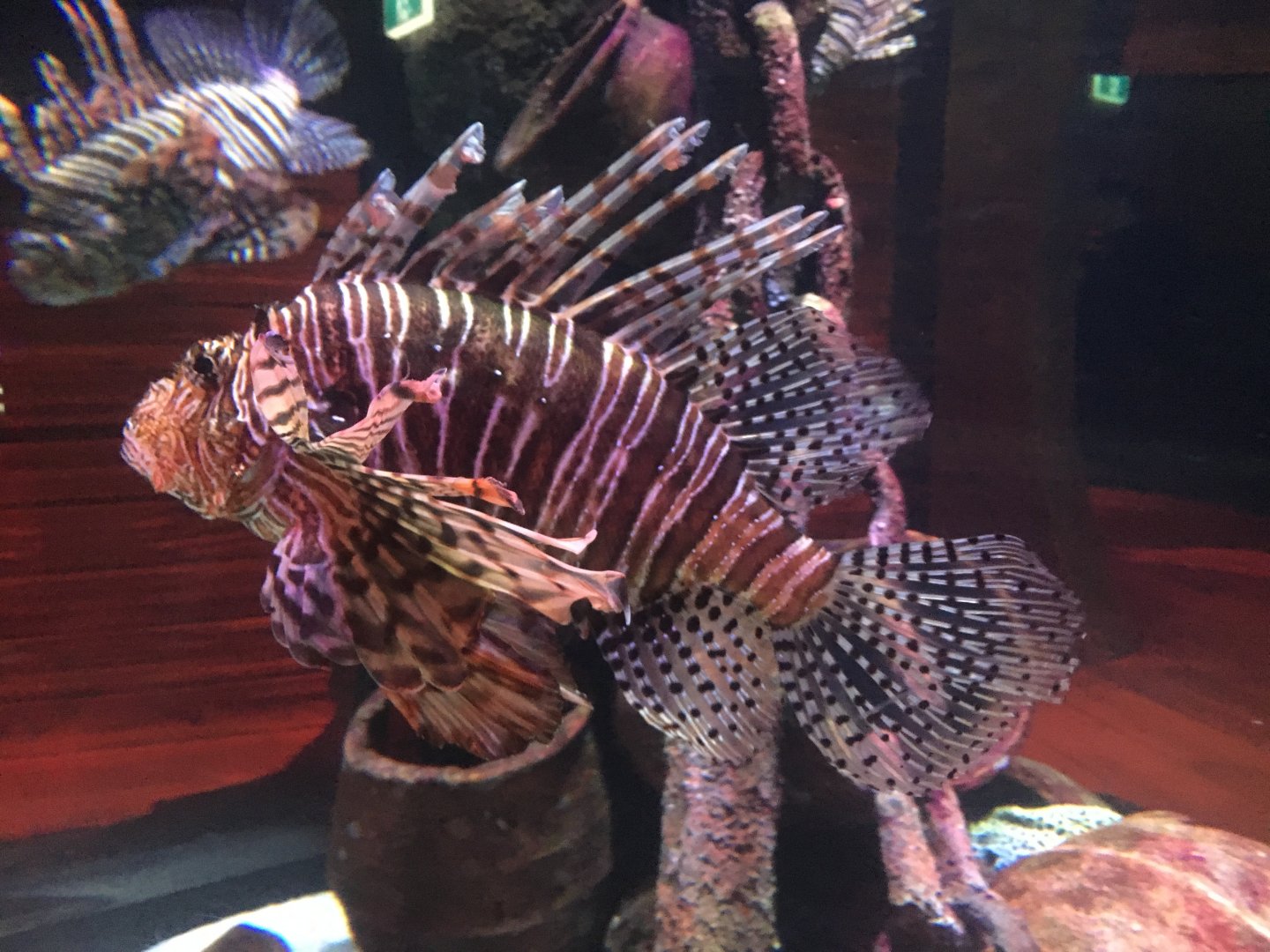 Common Lionfish