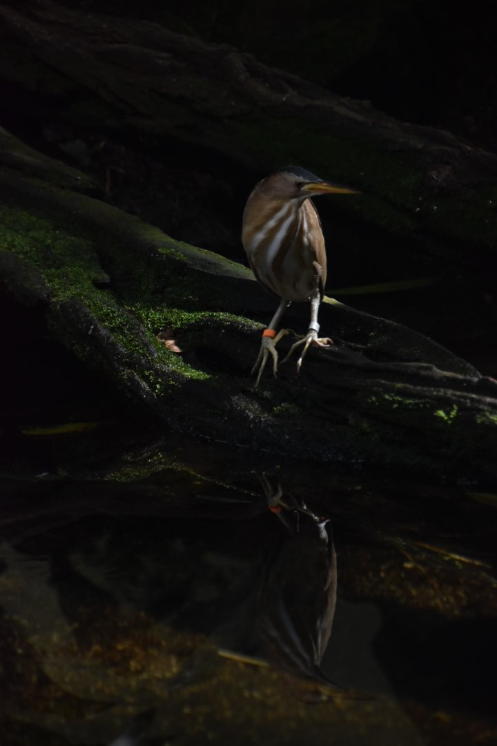 Common little bittern (Ixobrychus minutus) and reflection