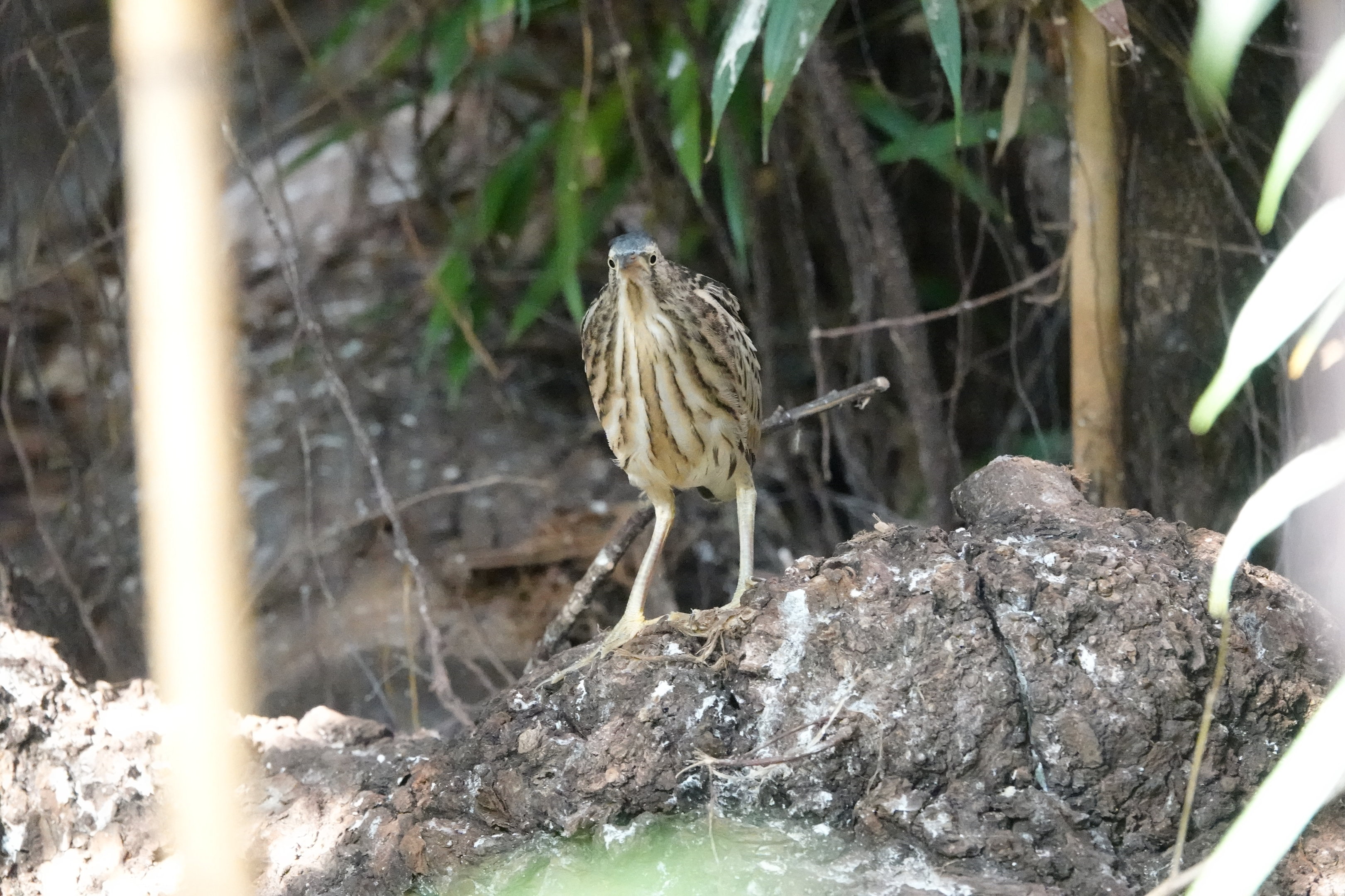 Common Little bittern
