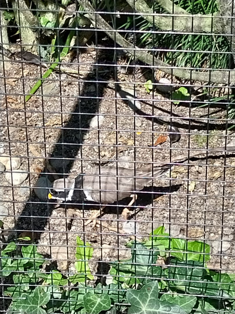 Common little ringed plover (Charadrius hiaticula)