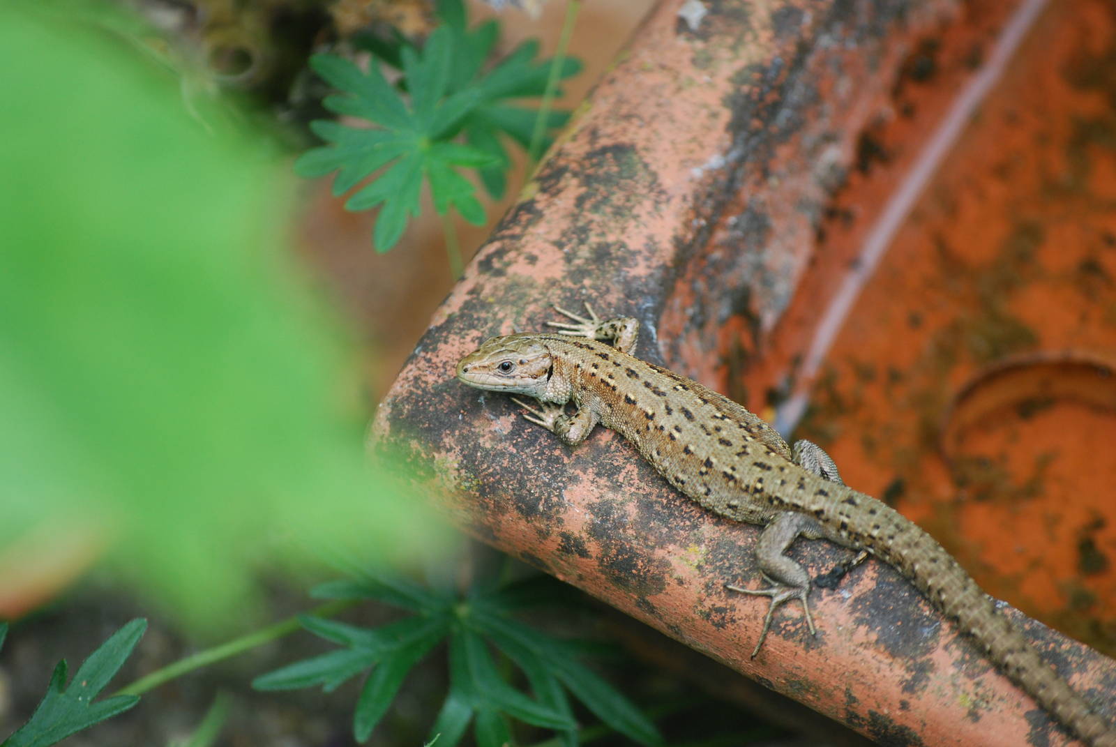 Common lizard in the back garden