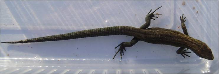 Common lizard specimen 01