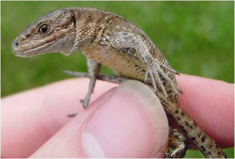 Common lizard specimen 02