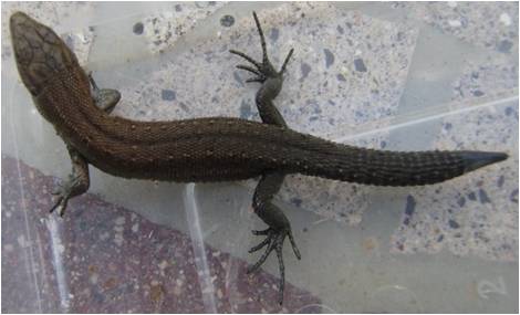 Common lizard specimen 03