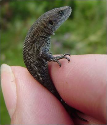 Common lizard specimen 04