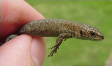 Common lizard specimen 05