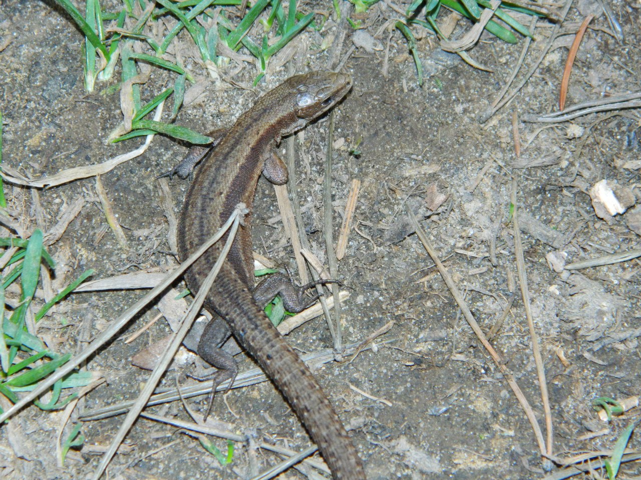 Common lizard (Zootoca vivipara)