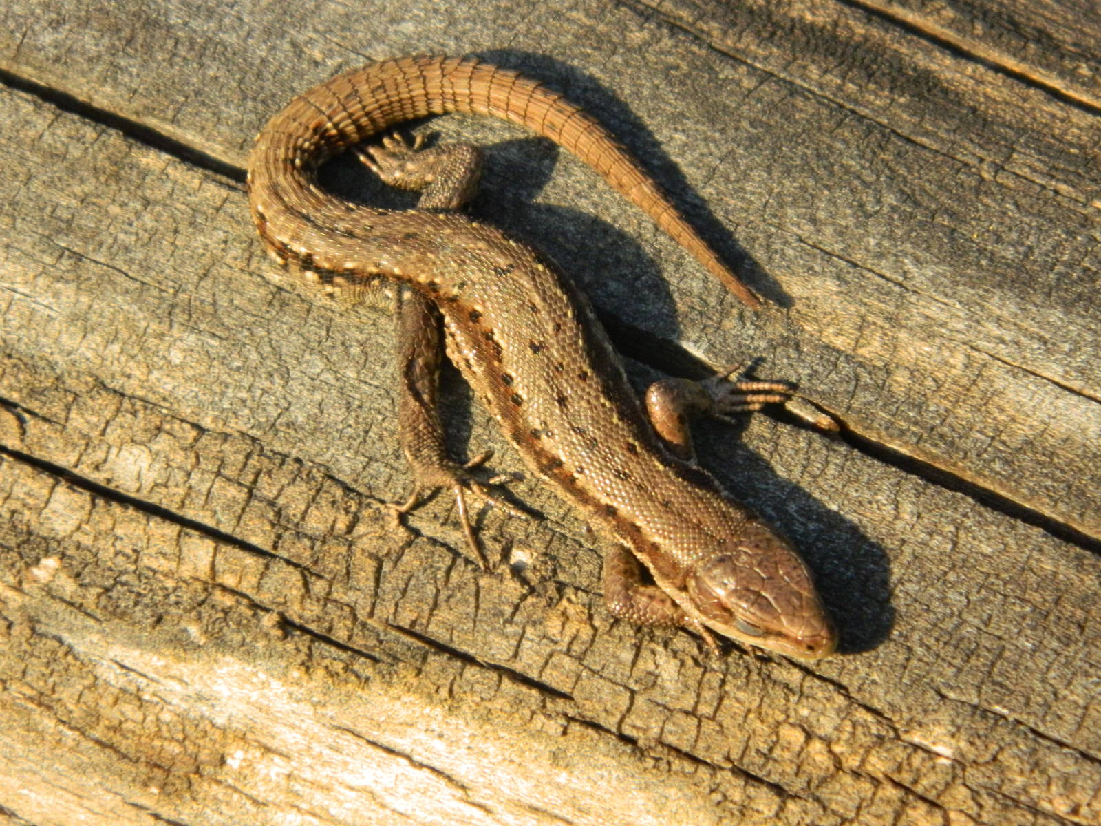 Common lizard (Zootoca vivipara)