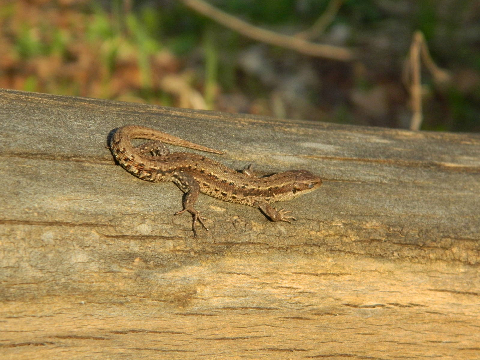 Common lizard (Zootoca vivipara)