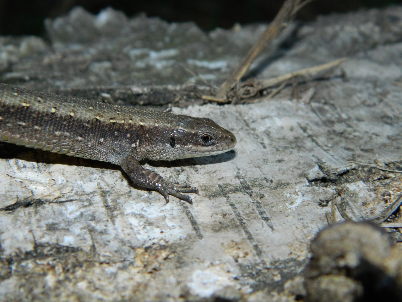 Common lizard (Zootoca vivipara)