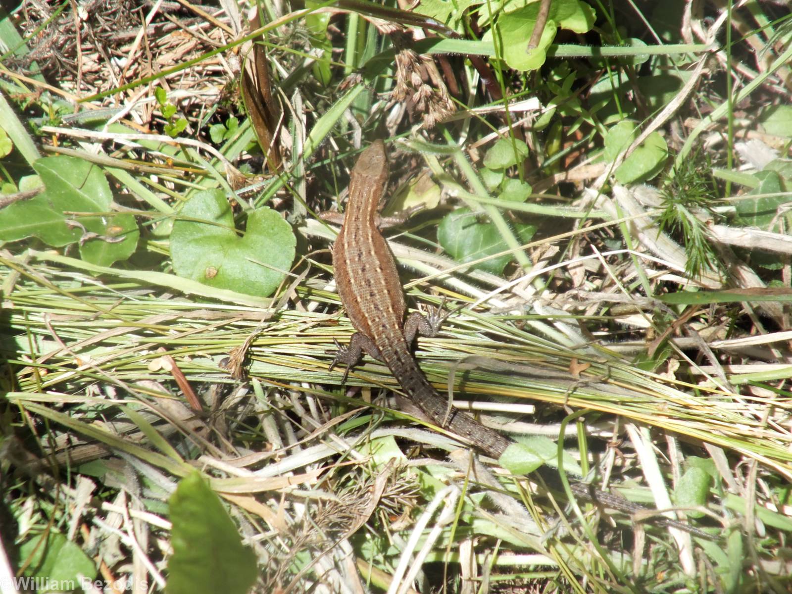 Common Lizard