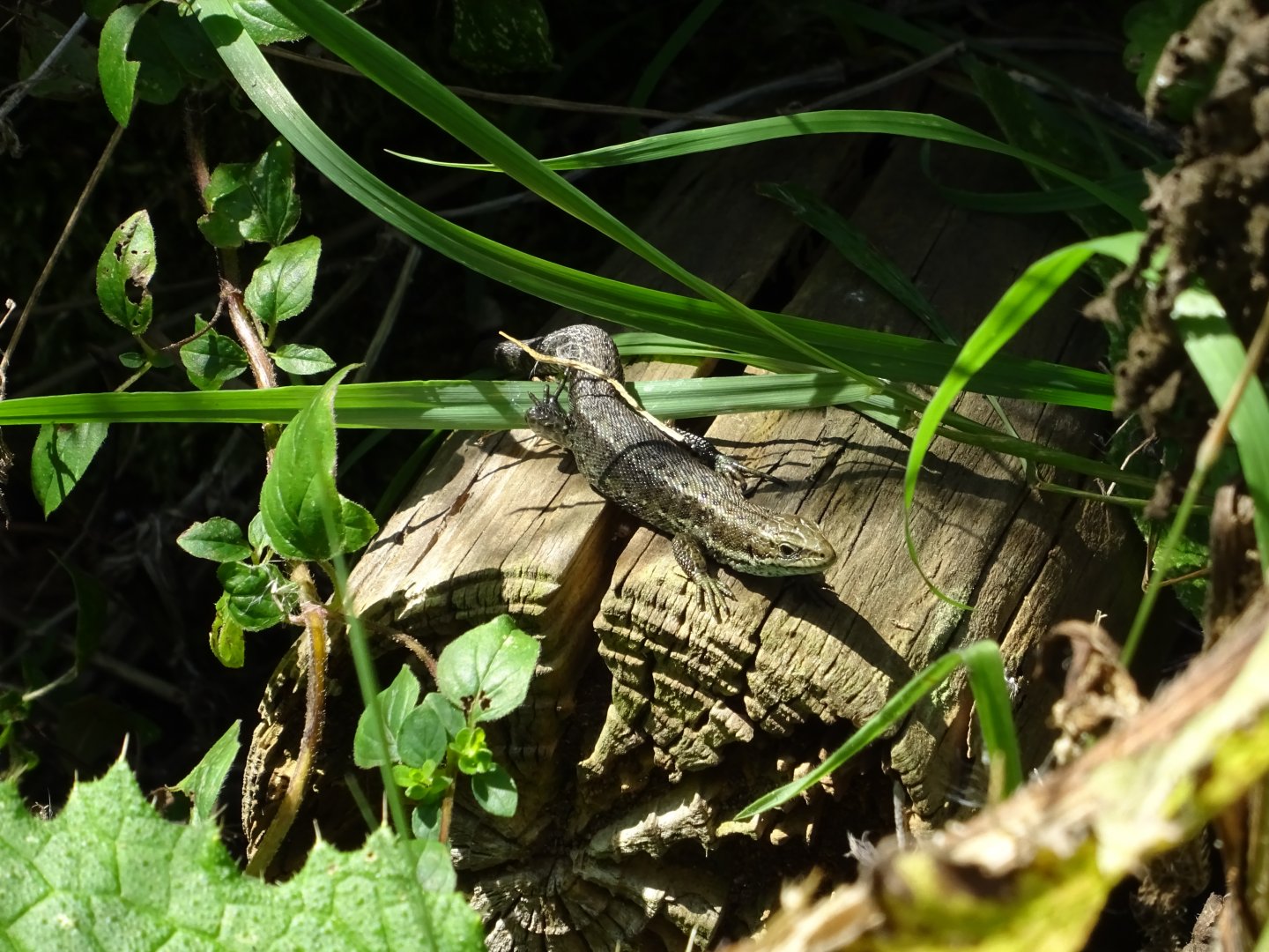 Common Lizard