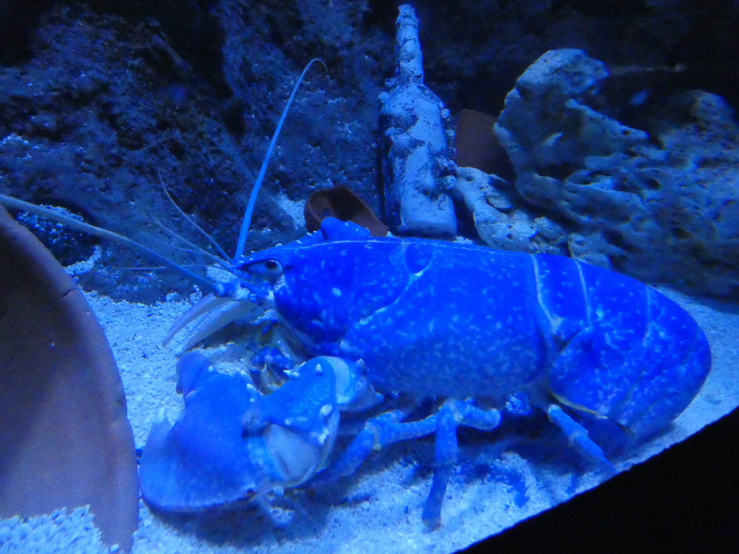 Common lobster - Skegness Aquarium