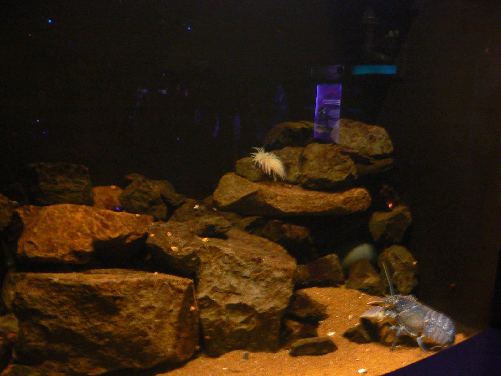 Common Lobster Tank