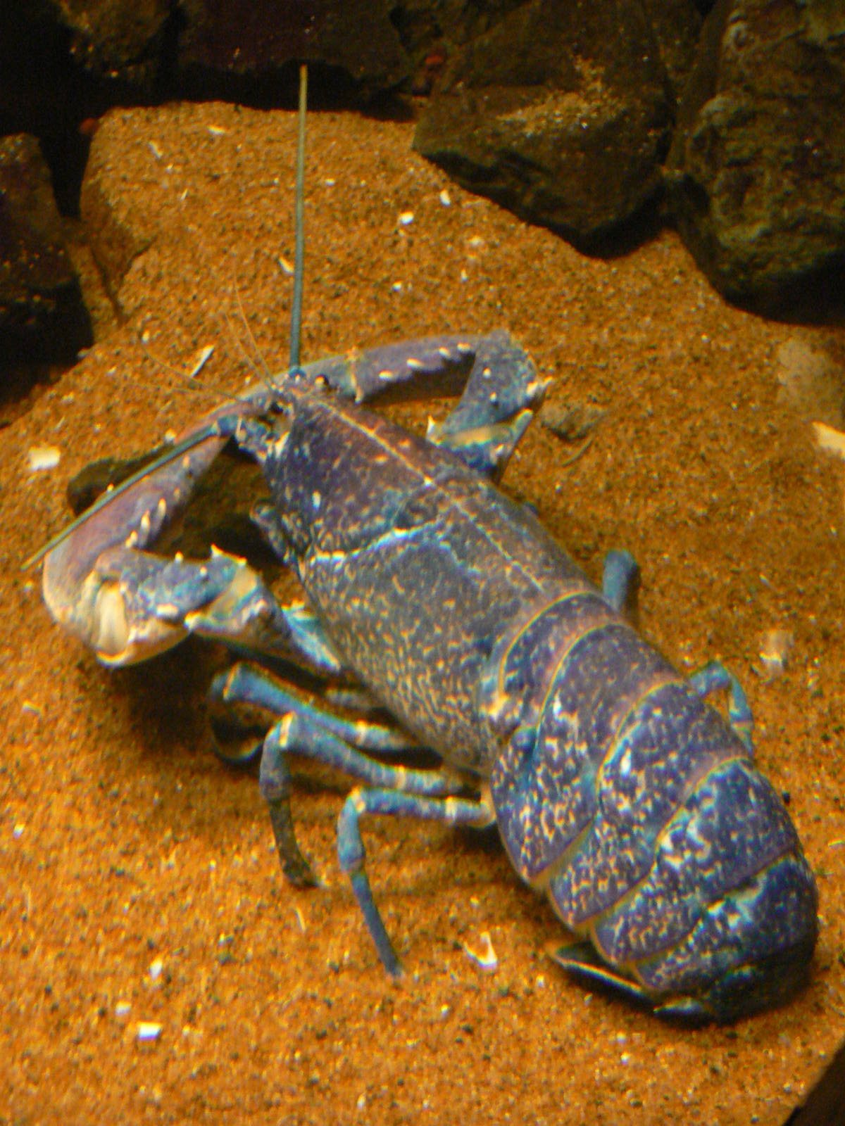 Common Lobster