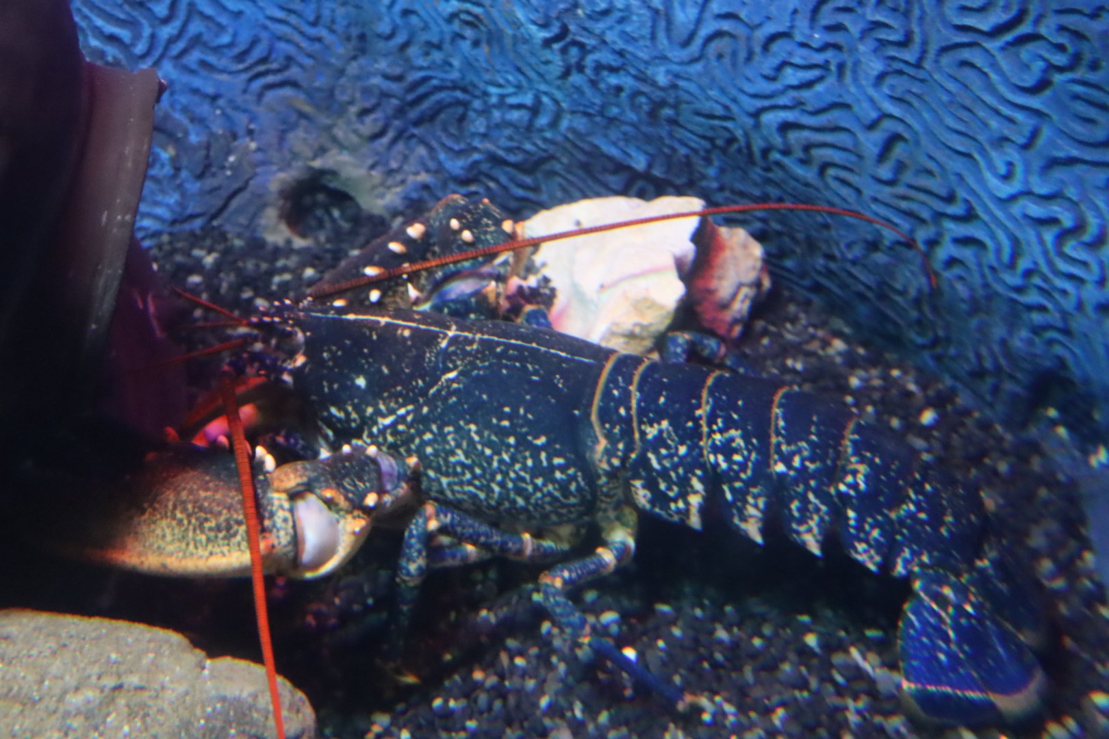 Common Lobster