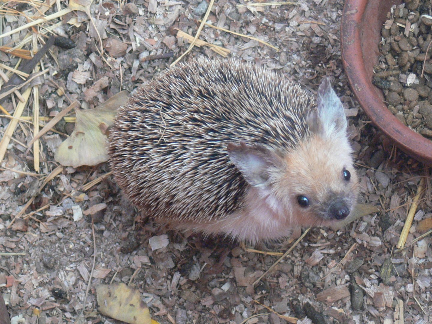 Common Long-eared Hedgehog