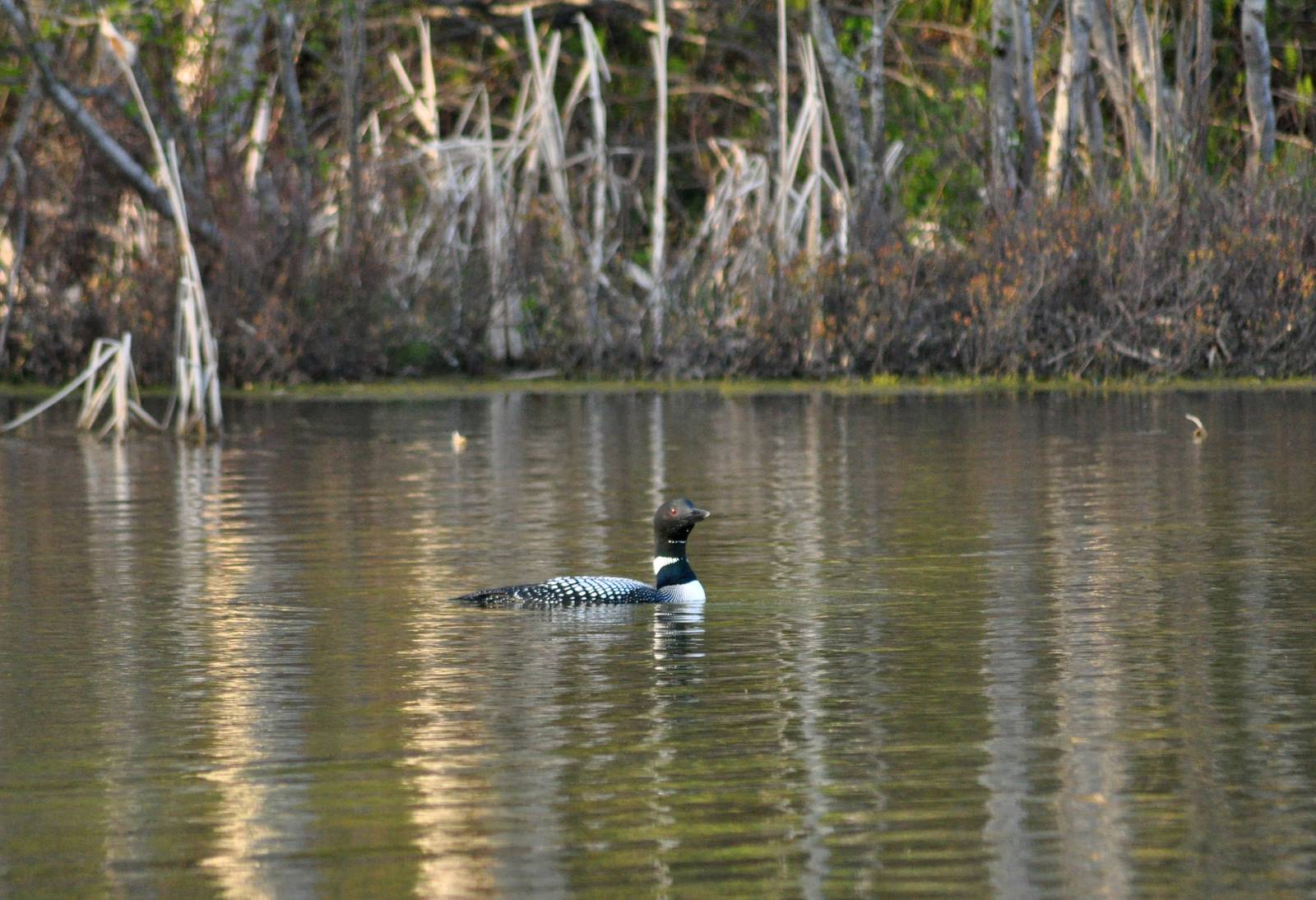 Common Loon - Alaska (Six Mile Lake)