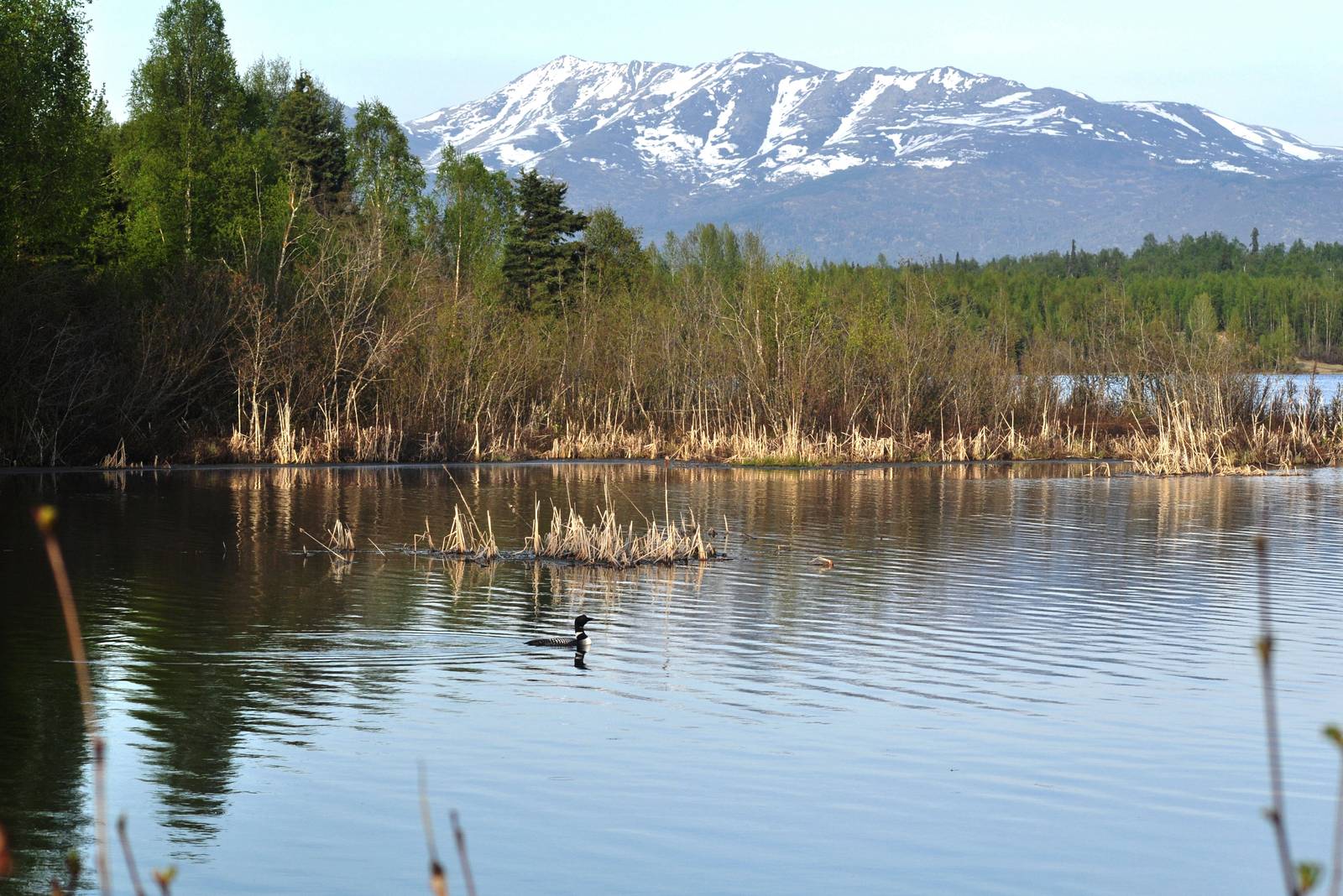 Common Loon - Alaska (Six Mile Lake)