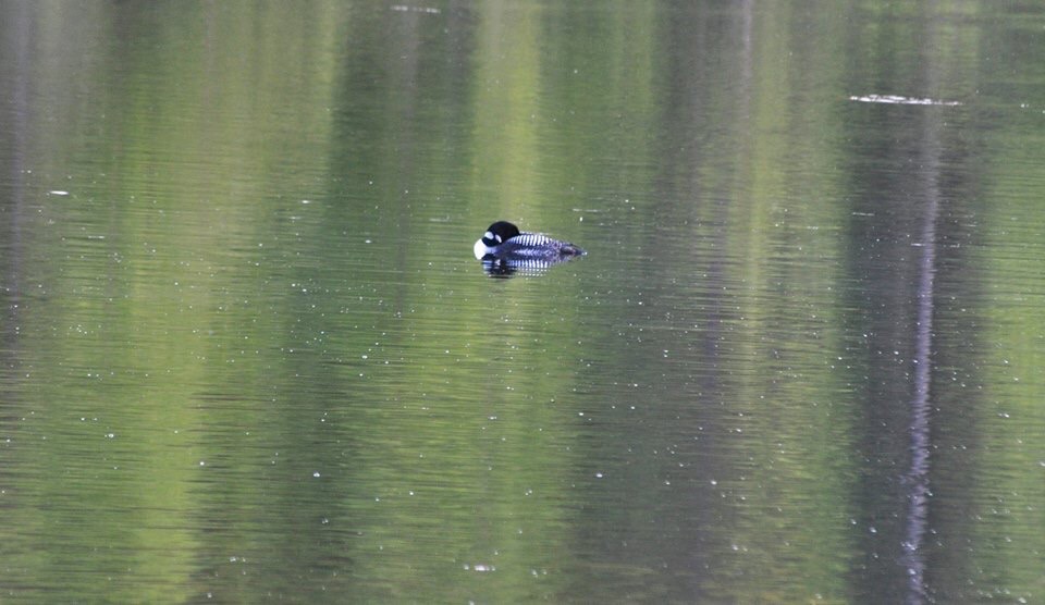 Common Loon - Alaska