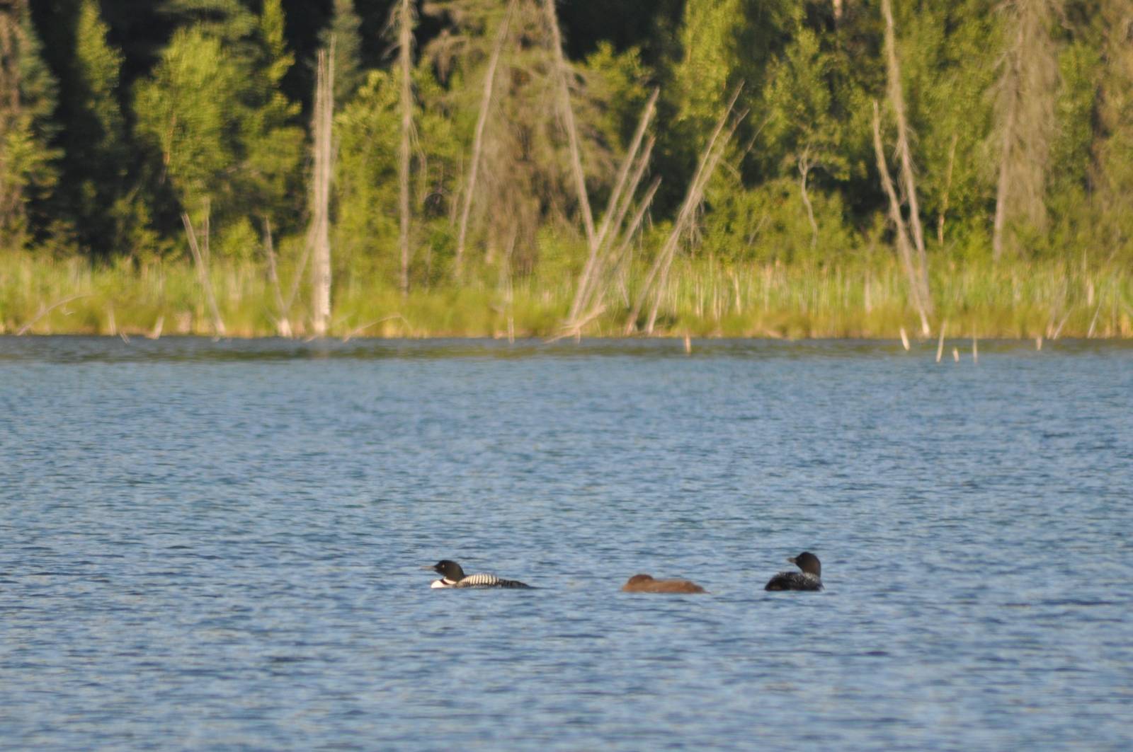 Common Loon - Alaska