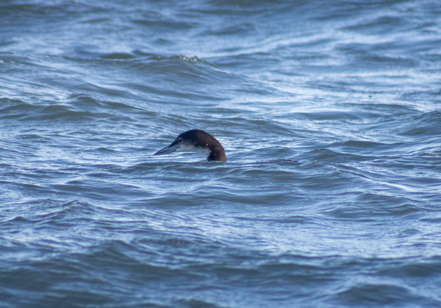 Common Loon - Alaska