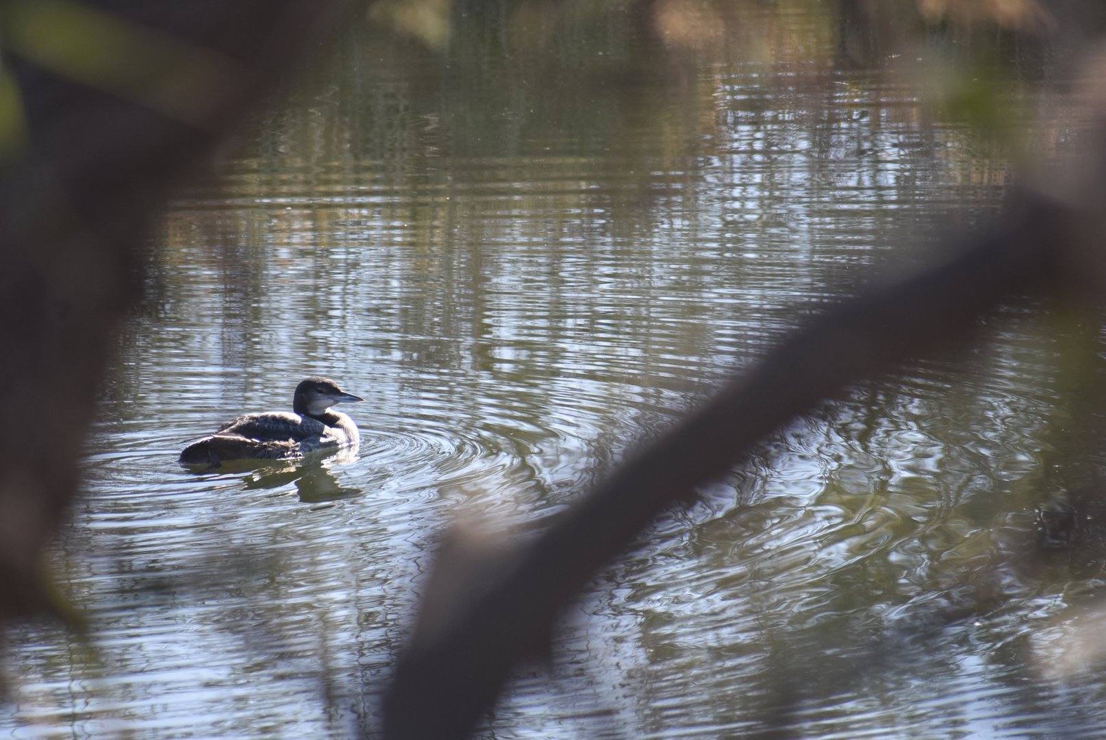 Common loon - (Champs d'Aghorimze)