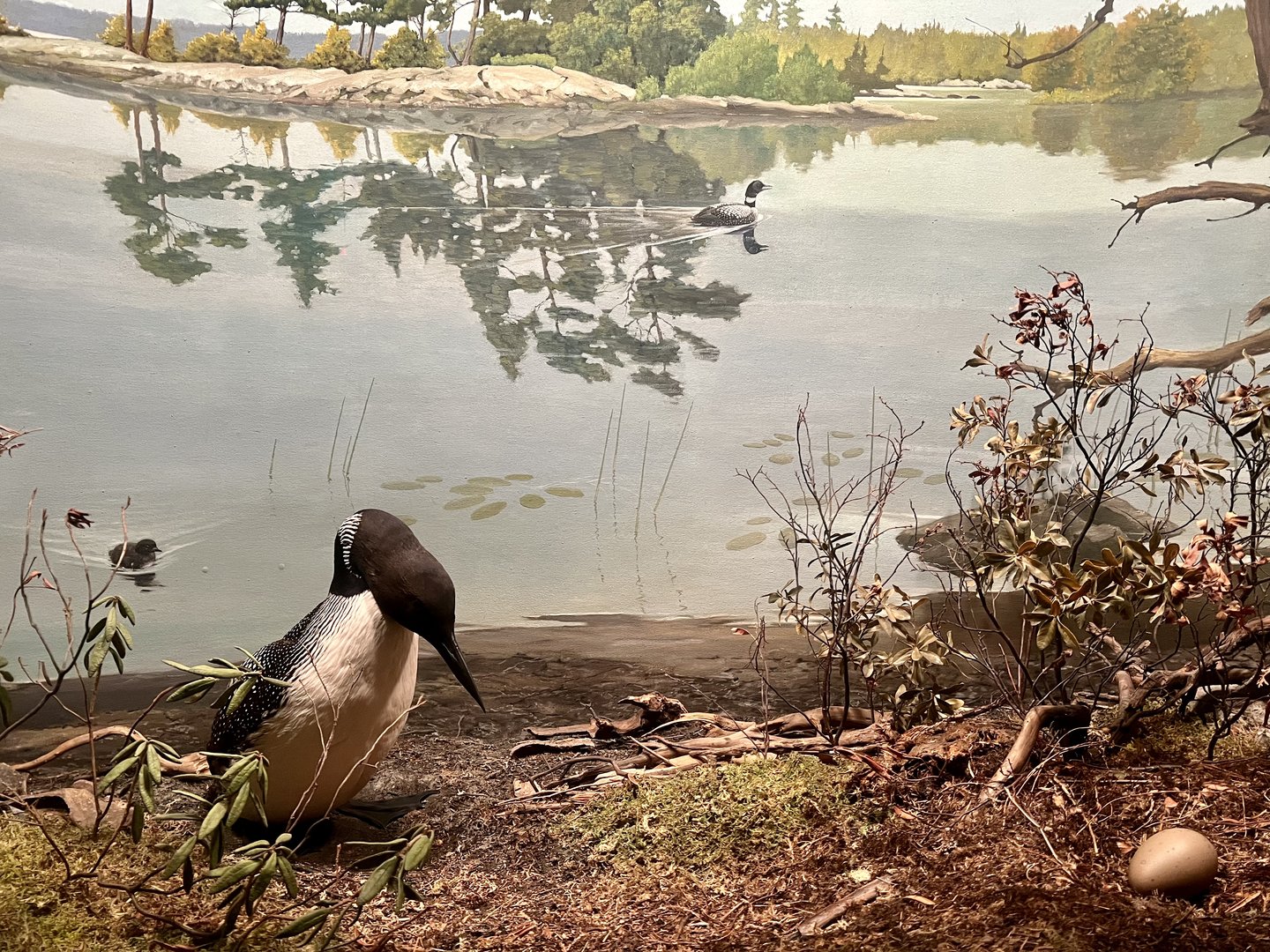 Common Loon Diorama