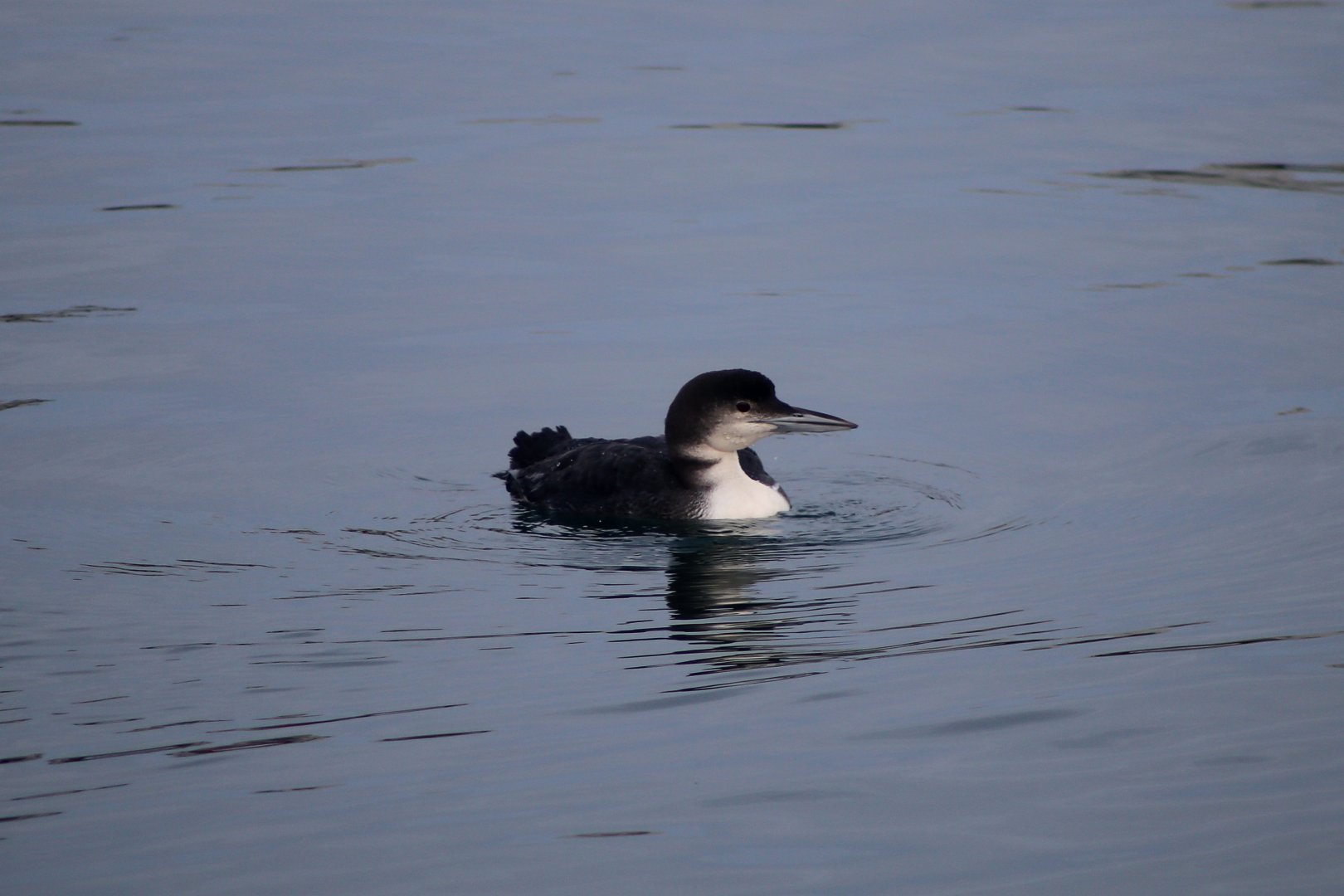 Common loon (Gavia immer)