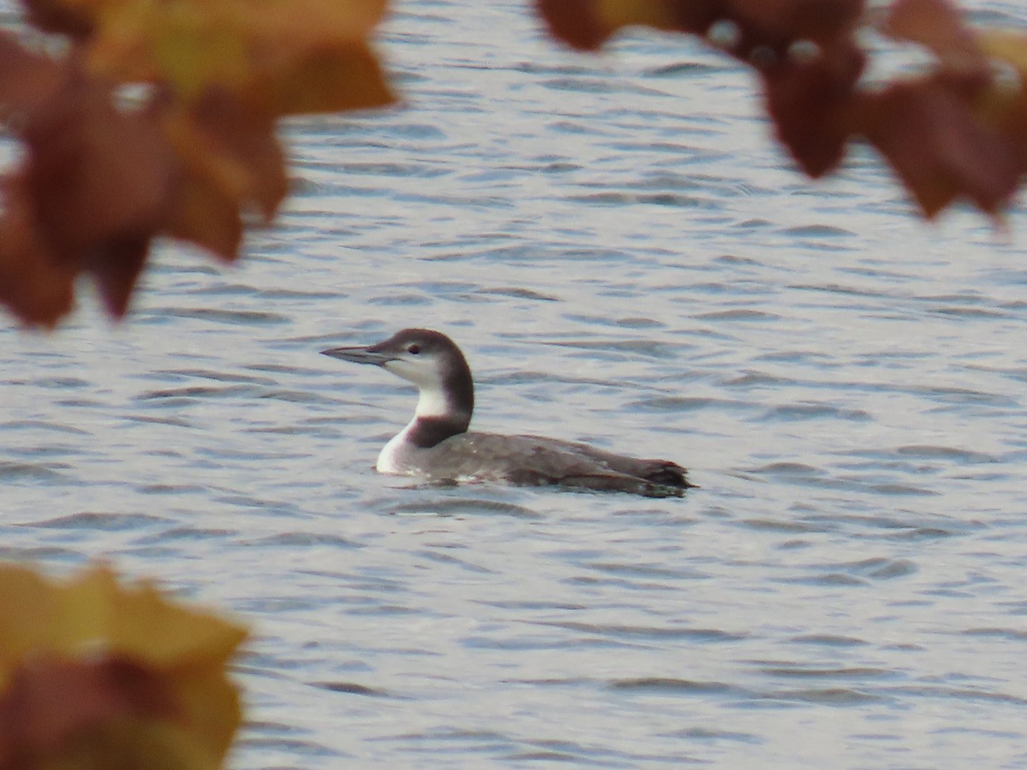 Common Loon (Gavia immer)