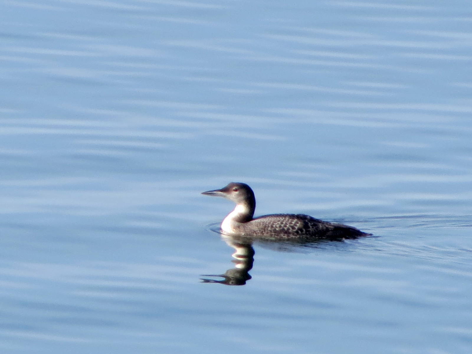 Common Loon