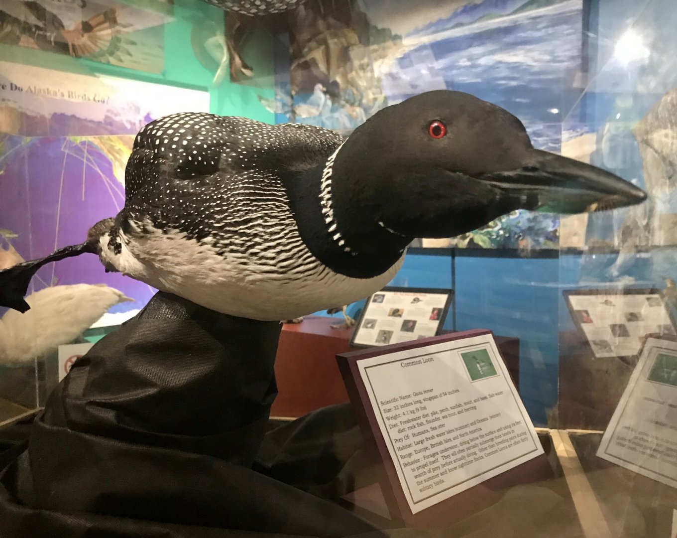 Common Loon