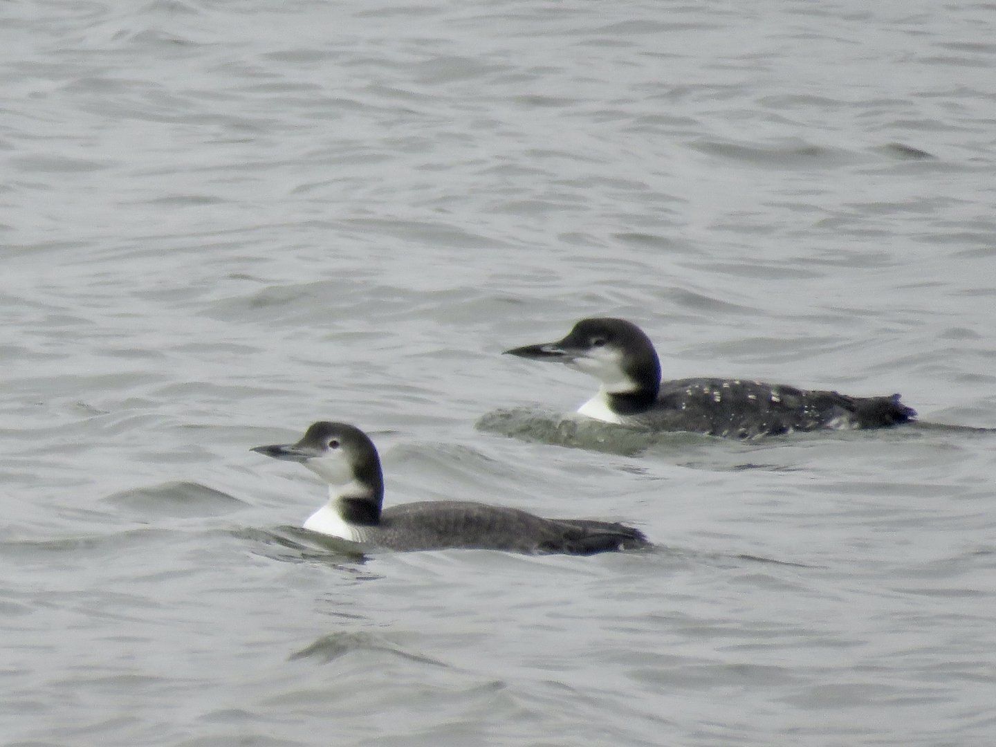 Common Loon