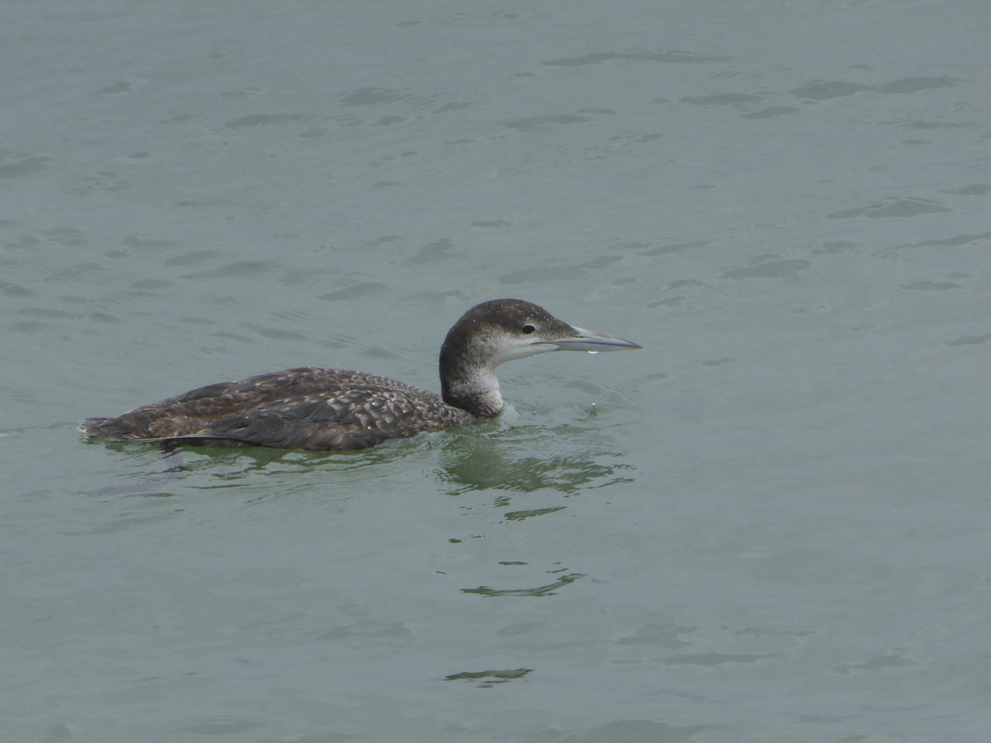 Common loon
