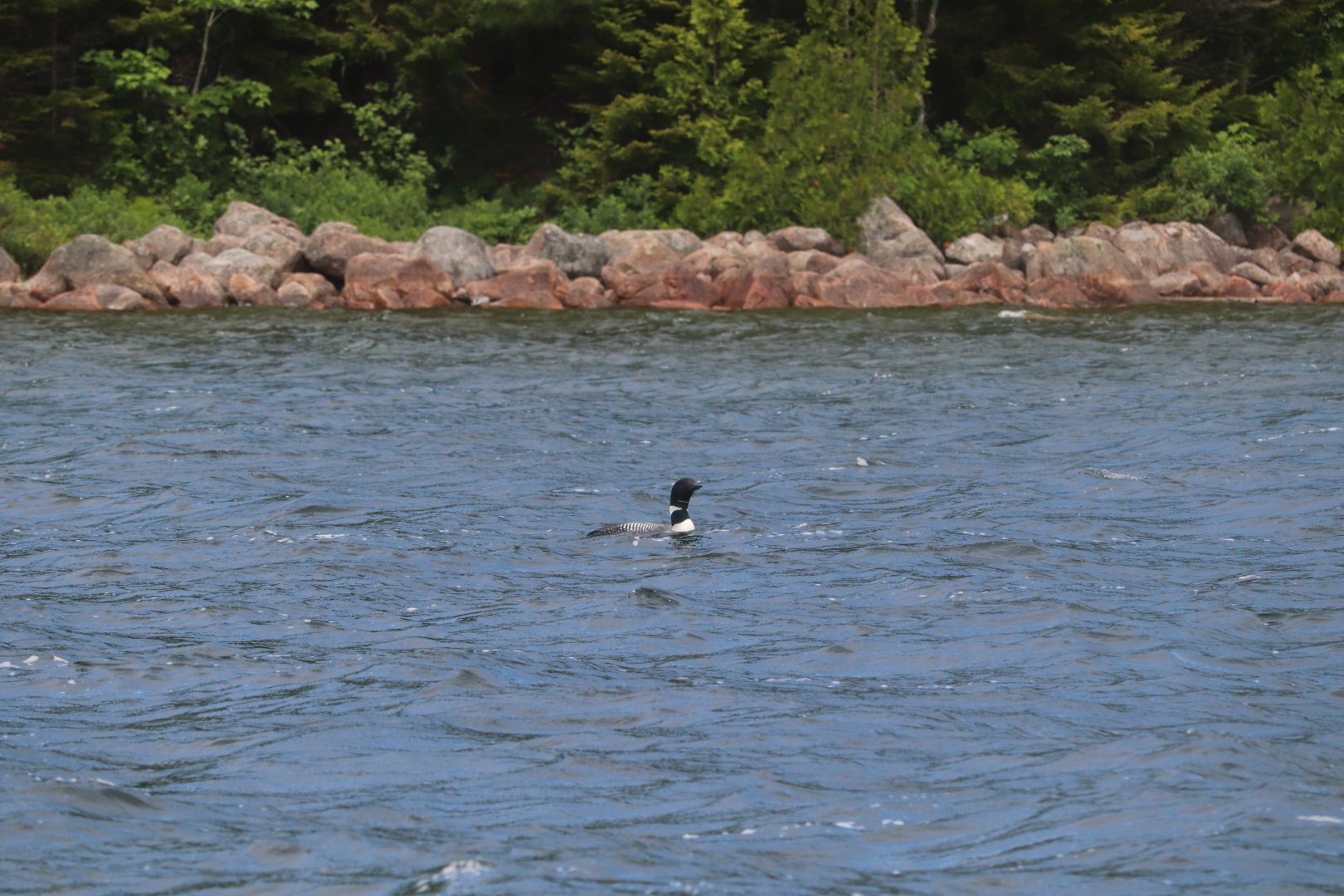 Common Loon