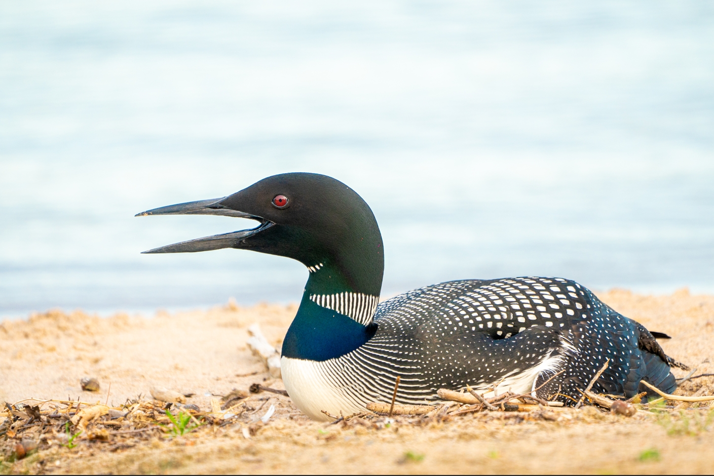 Common Loon