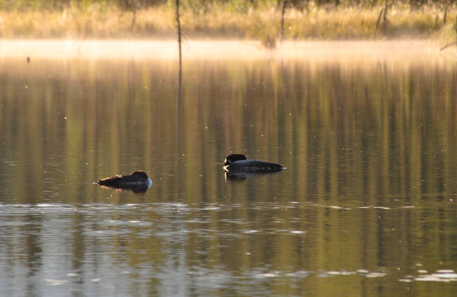 Common Loons - Alaska