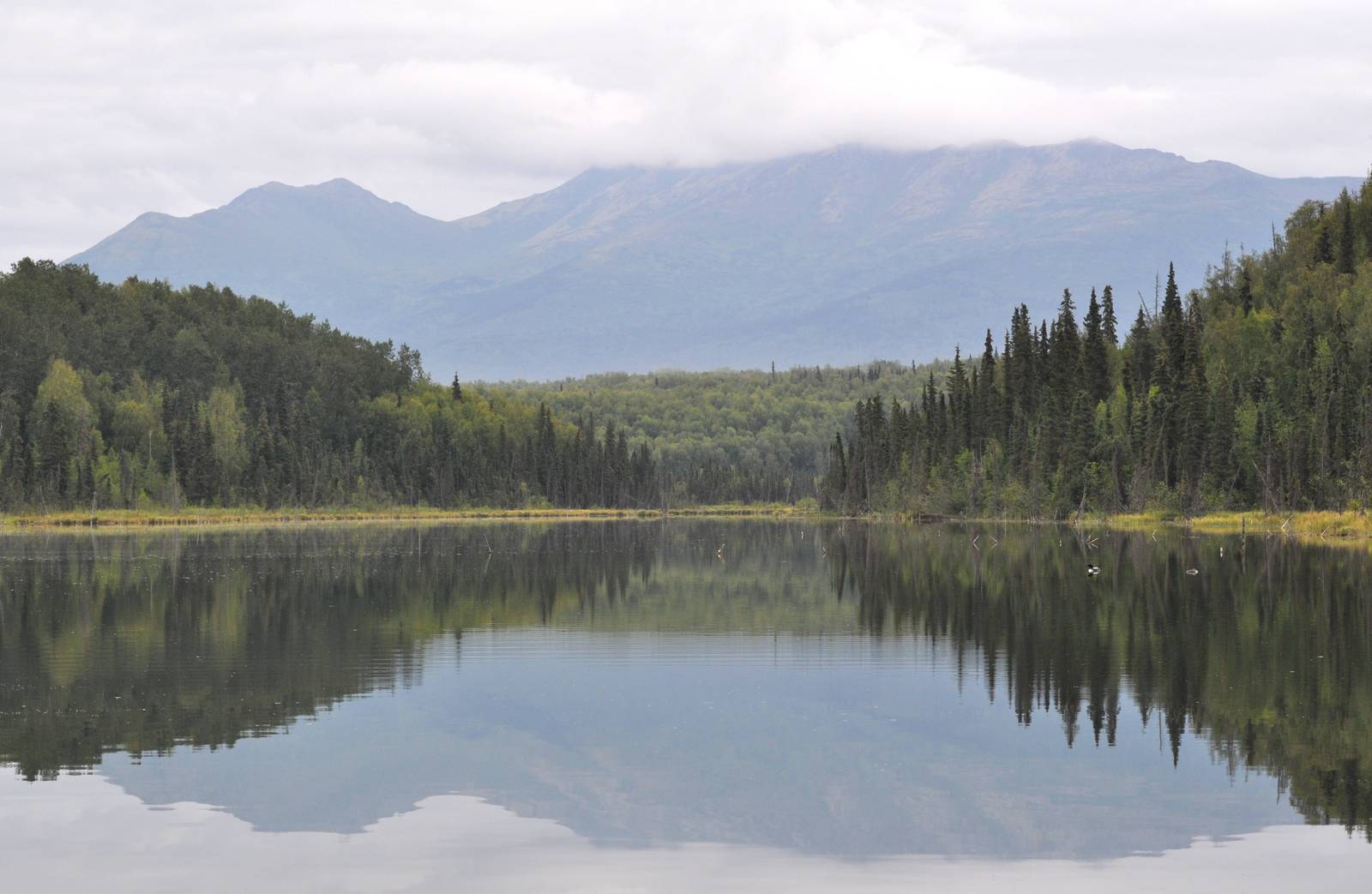 Common Loons on Six Mile Lake - Alaska