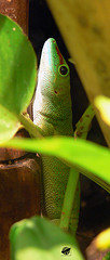 Common madagascar day gecko