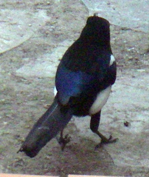 Common Magpie (Pica pica ssp. melanotos)