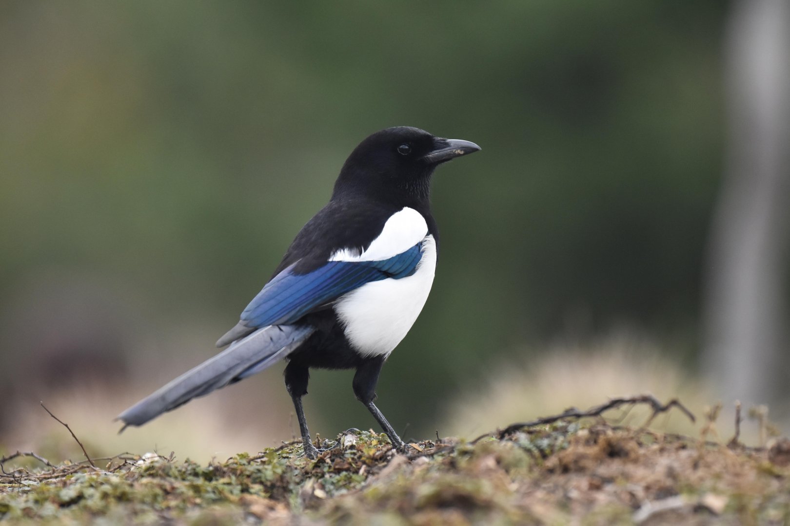 Common magpie (Pica pica)