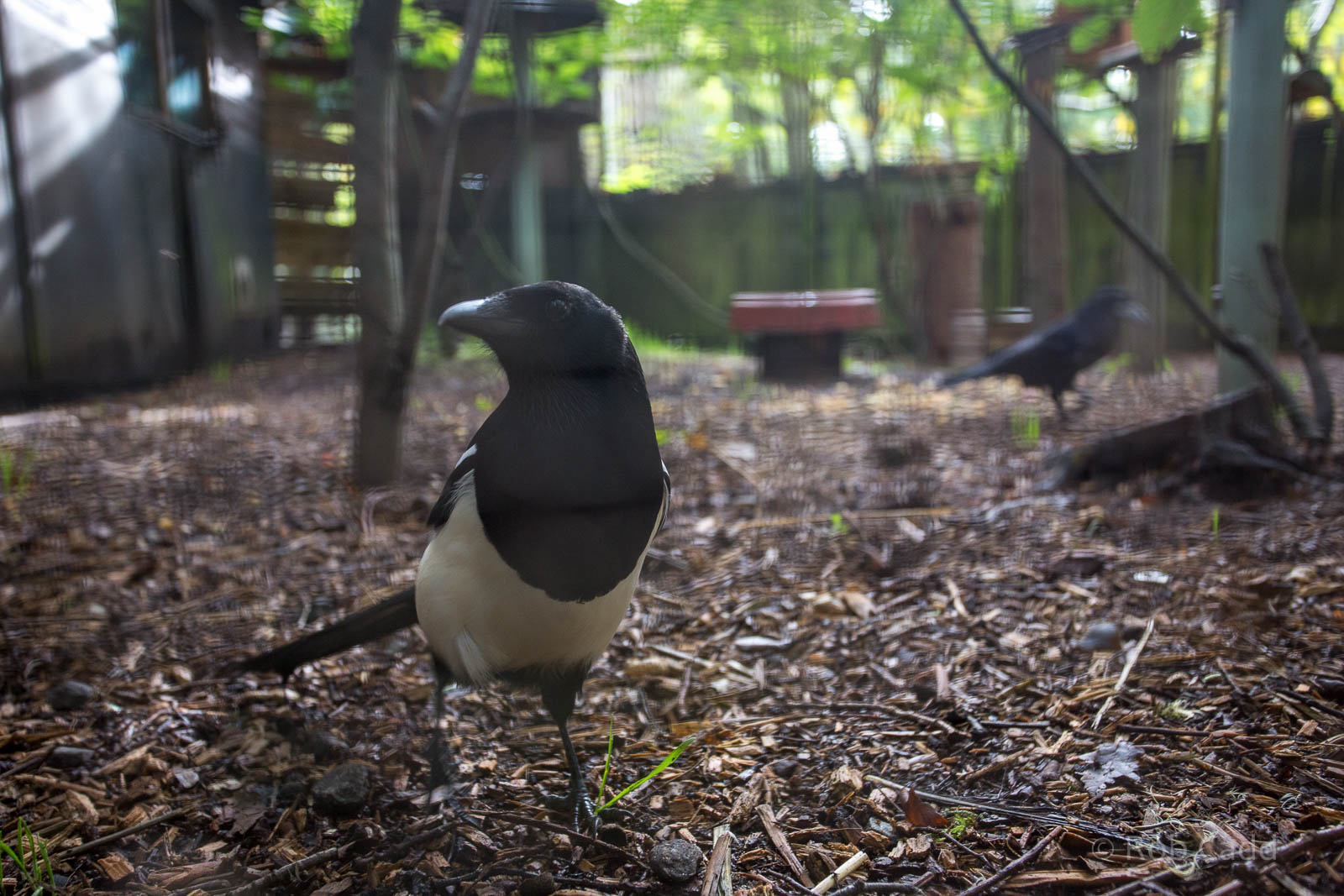Common magpie : Wildwood : 16 Oct 2014