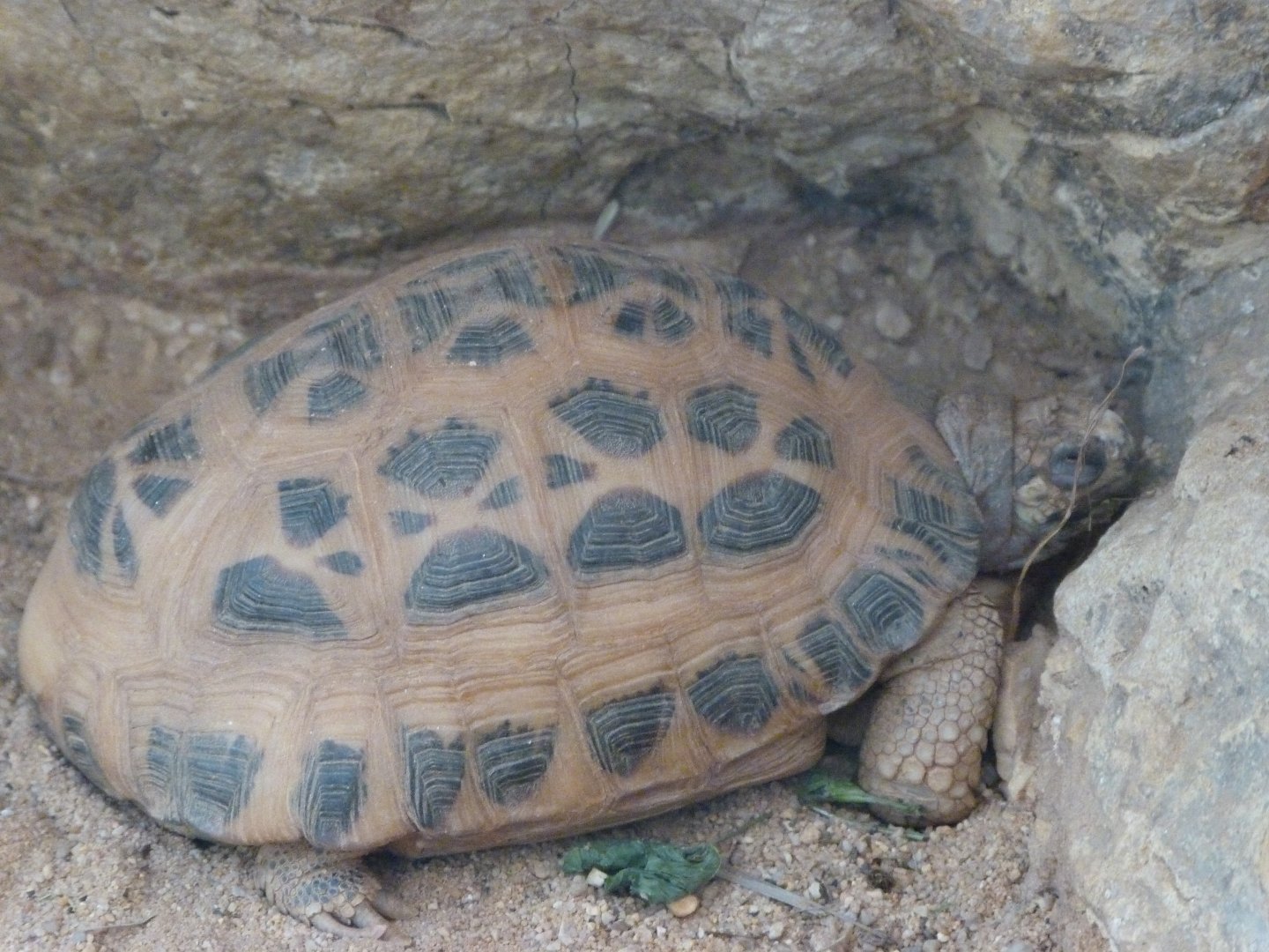 Common malagasy spider tortoise -Zoo Plzeň (2025)