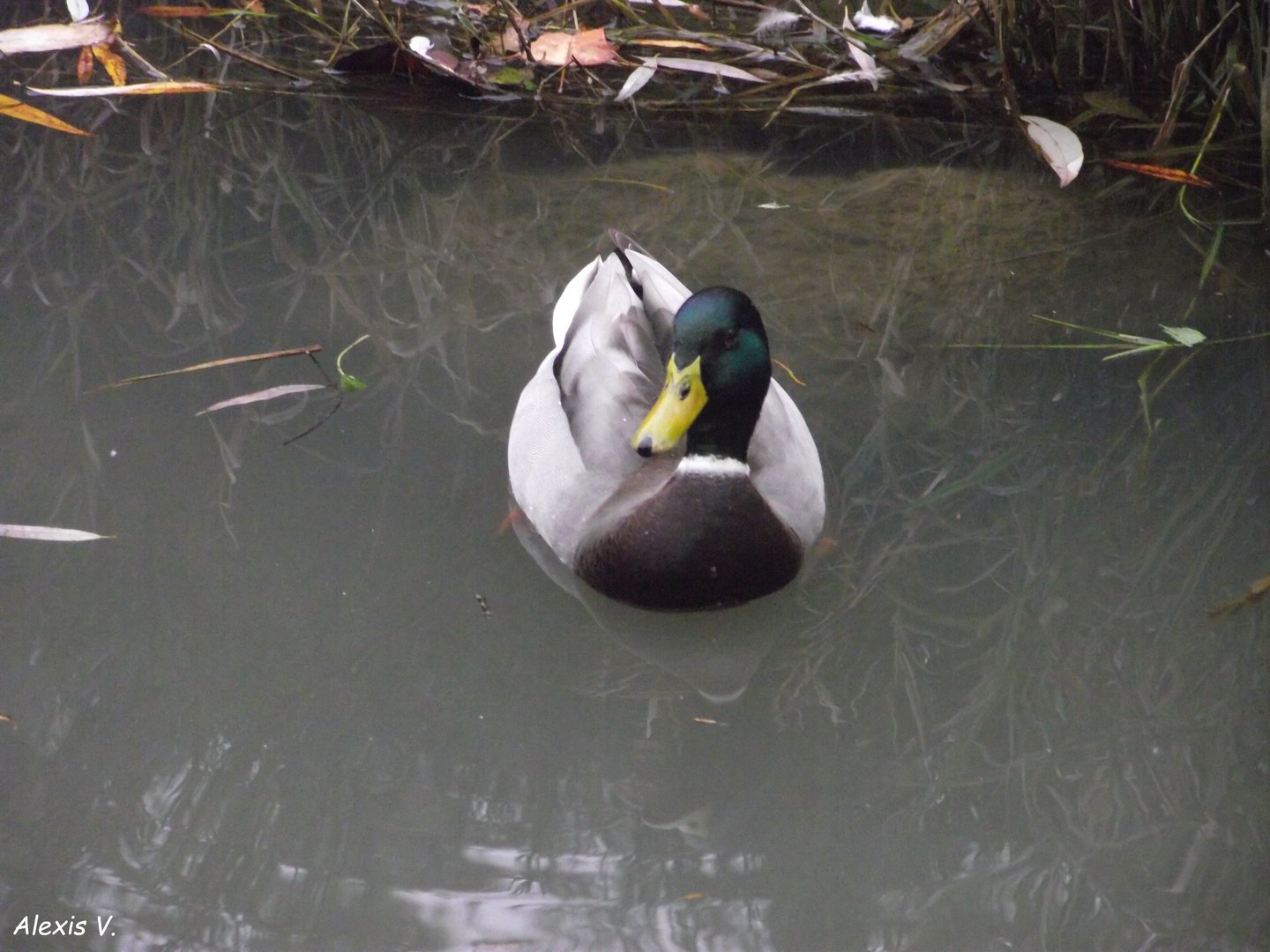 Common Mallard - 10/2022