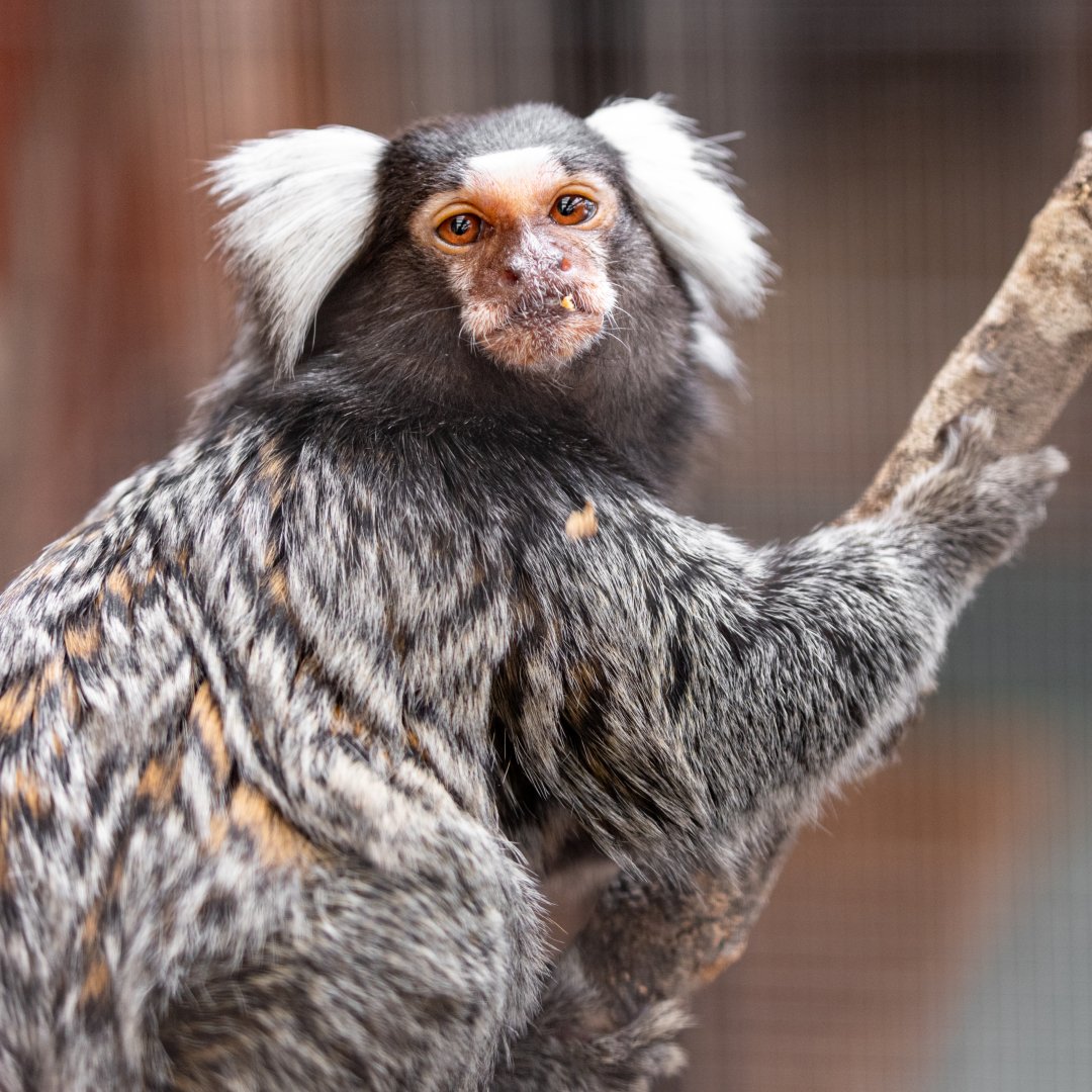 Common Mamoset / Ark Wildlife Park / 16-7-21