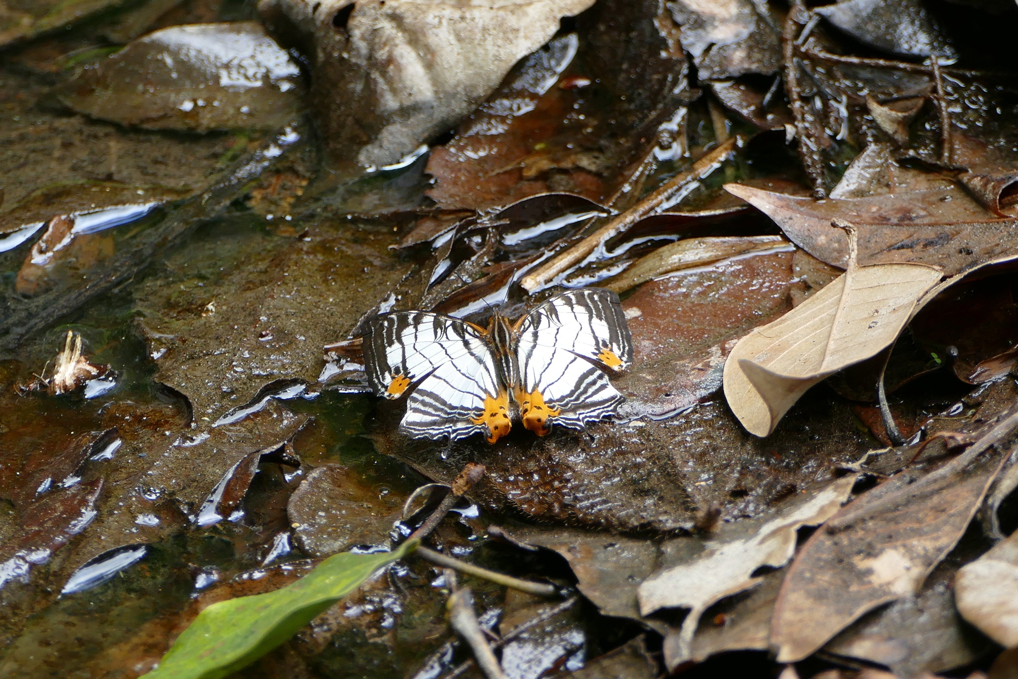 Common Mapwing - Fraser's Hill