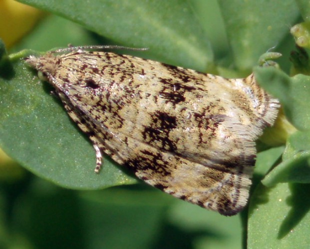 Common Marble (Celypha lacunana)