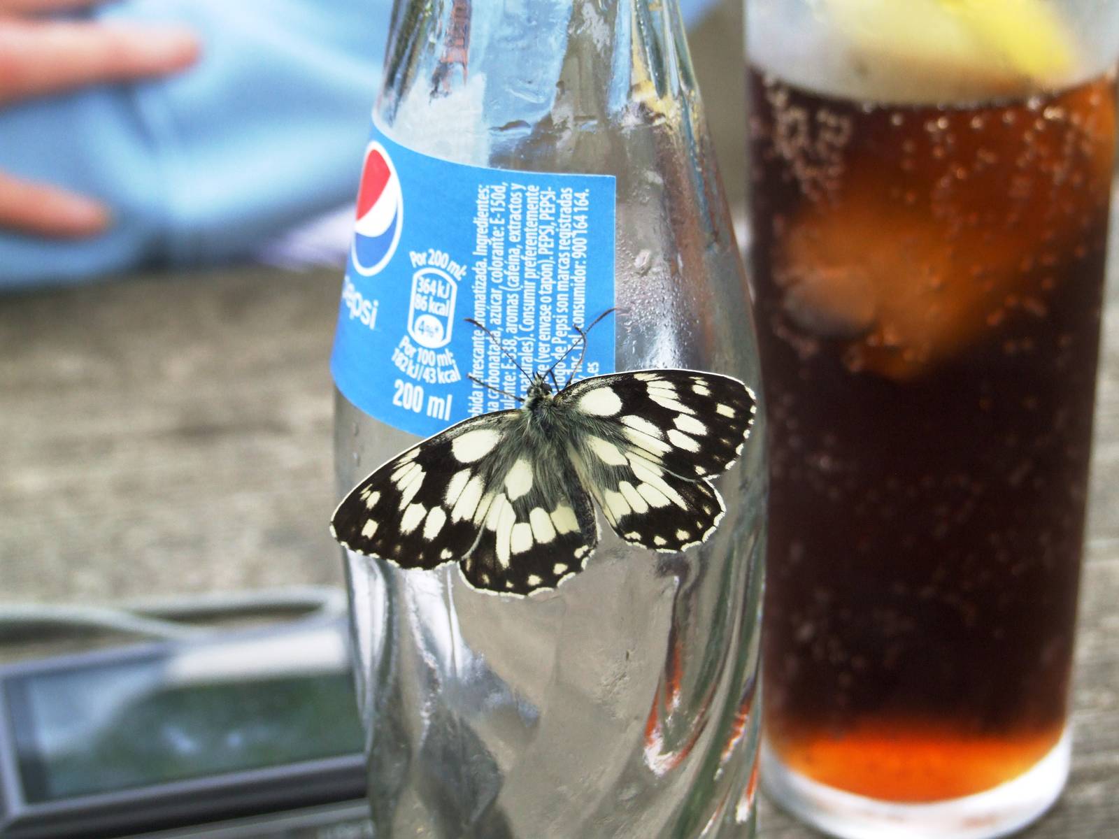 Common Marbled White at Santillana del Mar, 13/06/15