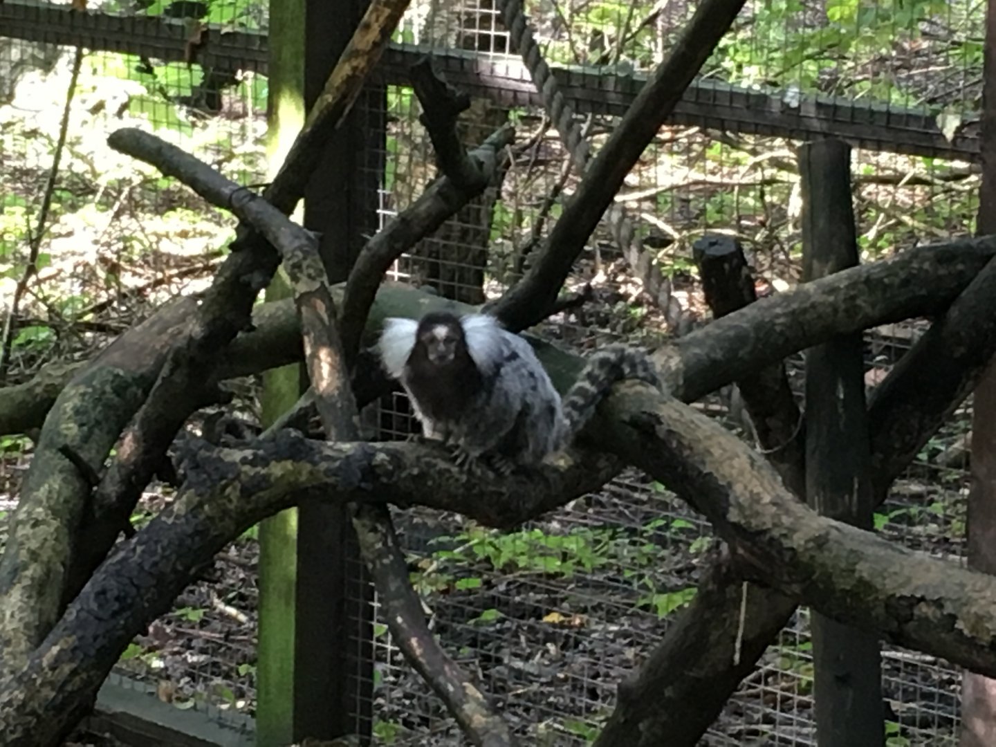 Common marmoset 010817